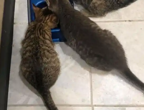 男子发现3只小猫的尾巴被冻住，用一杯热咖啡解救