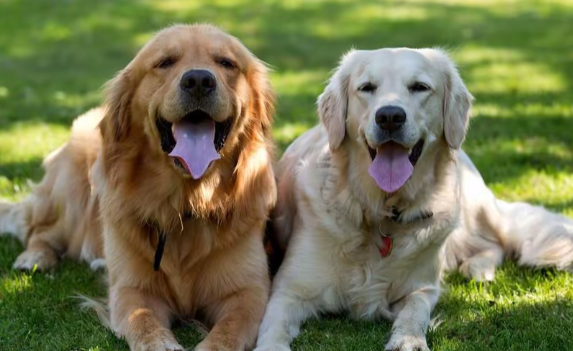 铲屎官自述：宠物带来的陪伴与成长