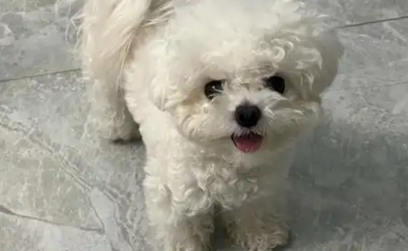 石家庄大风天 ，导致白色比熊犬被强风吹飞