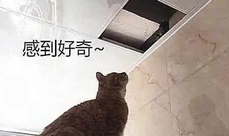 天花板上传来动静，橘猫上去查探，不料主人损失大了