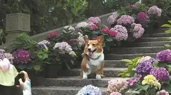  “毛孩子”驱动“它经济”成消费市场黑马