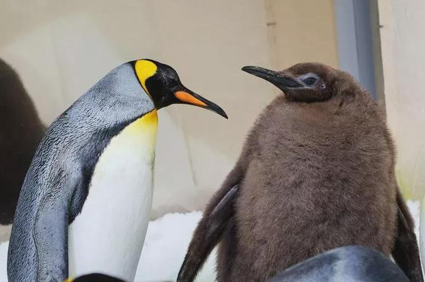 世界上最胖的企鹅成网红，仅有9个月大