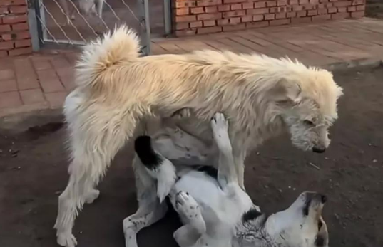 狗王“长毛”火遍外网，身价一夜暴涨！