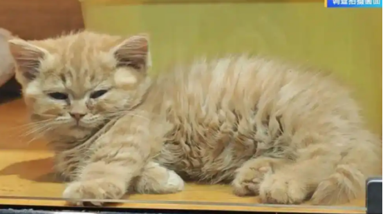 “免费领养宠物”真的不花钱吗？小心这些“坑”