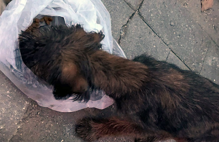 骨瘦如柴的流浪狗，面对家犬的反应看着心疼，狗：我也想和你一样