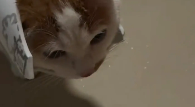 男子听到杯子摔碎的声音，看见猫戴着杯子残骸走过来 