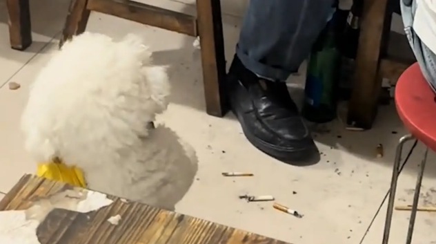 狗子跟客人要肉吃，给客人作揖。网友：善良摇粒绒