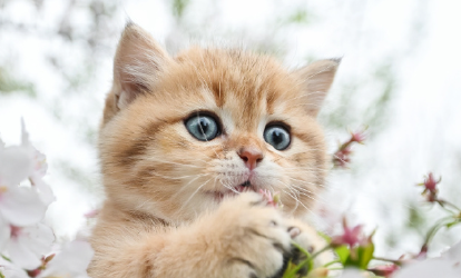 消费降级下宠物经济逆势腾飞