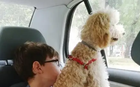 带上猫狗一起出发！宠物可坐高铁了