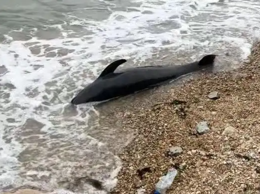 2米长海豚疑搁浅大连海滩死亡