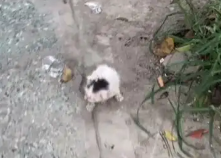 路遇流浪猫，女子于心不忍送医院，还给猫找了“养母”