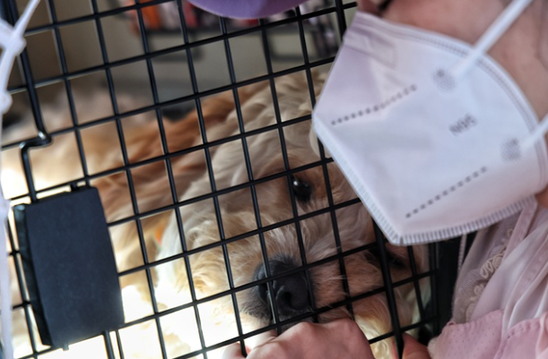 暑运高峰｜乘飞机带着宠物去旅行