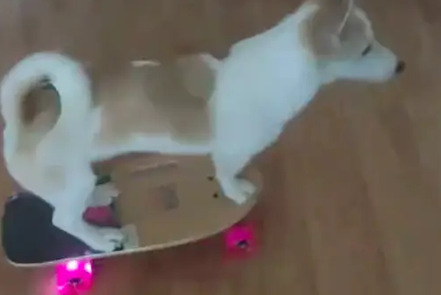 主人自从给狗狗买了滑板车，多近的路它都不愿走了