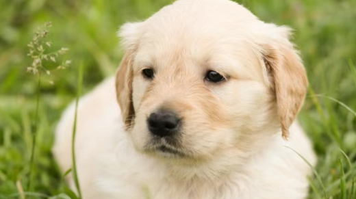 养宠热潮下的城市新战略：多地出台政策抢滩宠物经济