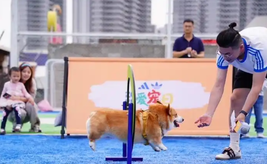 宠物经济新玩法！毛孩子也有潮服了