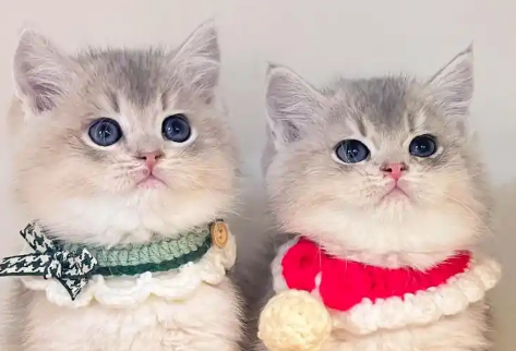 花万元买回病猫追踪：“宠物基地”退费补偿