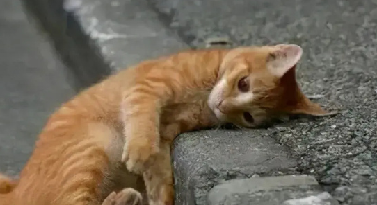 上海“猫岛”搬迁啦！流浪猫在这里找到“新工作”