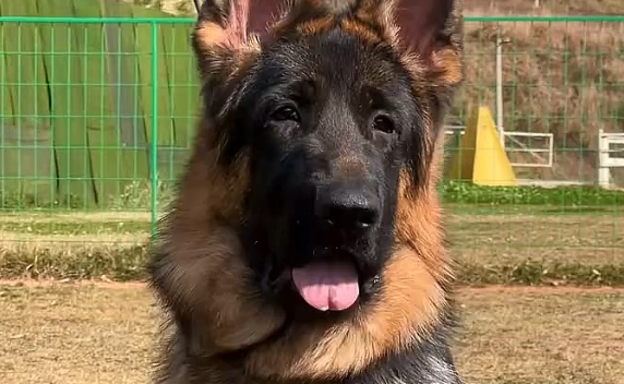 德牧为守护小主人，勇斗歹徒