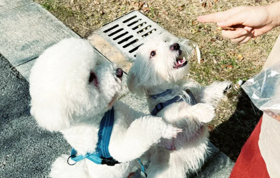 狗狗虽然可爱，但切记不要乱逗