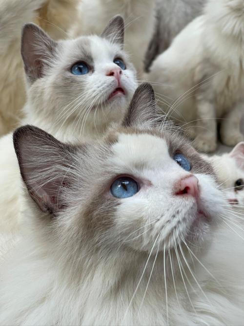 116只猫28只狗等待新家：2025年全新领养帖发布！