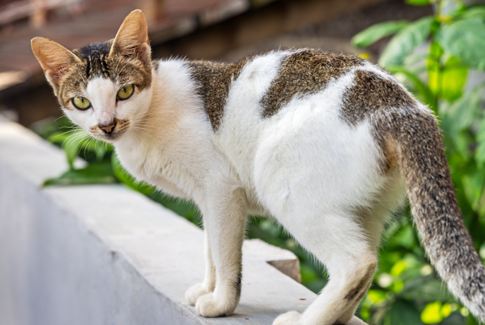 一只宠物的“身价”正在重塑消费市场
