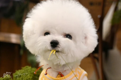 别让宠物消费“开心”变“伤心”