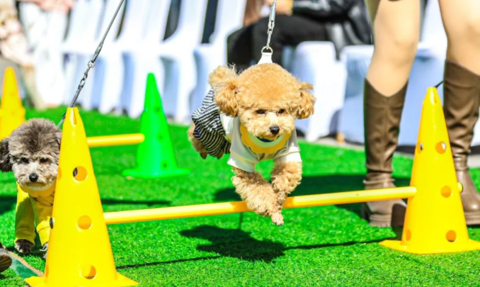 封面新闻宠物联萌：70 万爱心值背后的数字温度