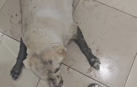 男子和狗骑摩托路上掉沟里。网友：你俩谁骑的摩托