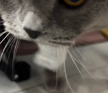 猫咪把两只前爪伸进一个袖子里，网友：喵桑 ，最近上了礼仪课吗