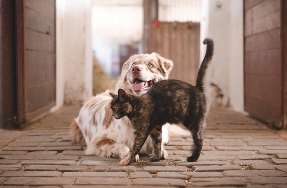 从“吸猫撸狗”到万亿赛道，“它经济”何以成资本市场新宠？