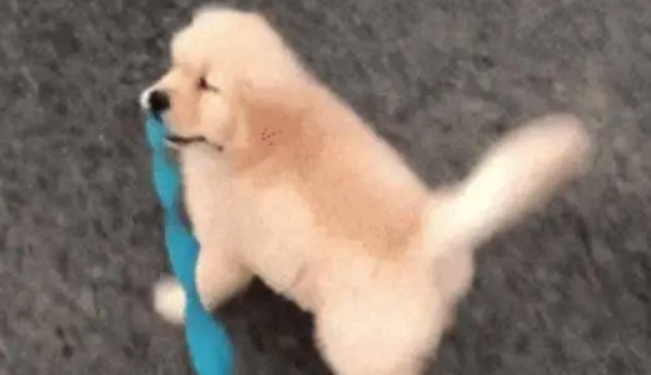 小金毛第一次外出，叼着牵绳努力遛人