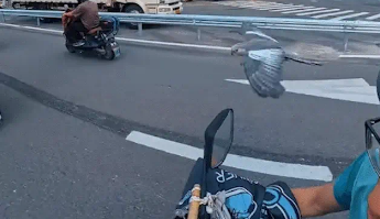 男子的宠物鹦鹉会跟车飞行。网友：侦察僚机