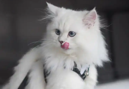 猫吞食异物治疗花了两万，调查：看病比人贵，宠物保险靠不靠谱？