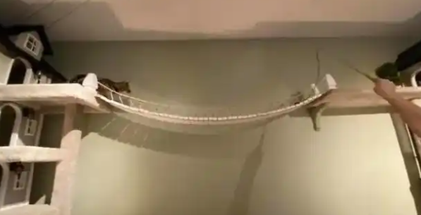 猫咪都玩疯了：朕很是满意