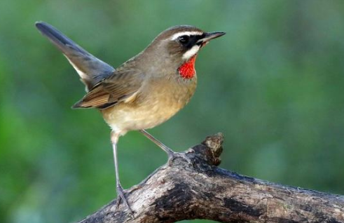 陕西“护鸟”行动升级，省委书记：全链条排查整治，形成高压震慑态势