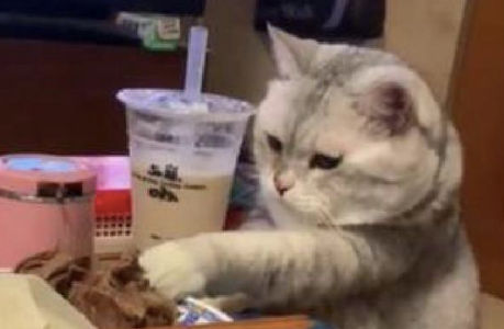 猫咪趁主人不在的时候，偷偷用爪子去摸食物：让我也尝尝宵夜 