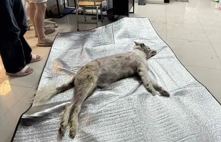 狗狗被宠物店放在烘干箱一小时活活烤死？