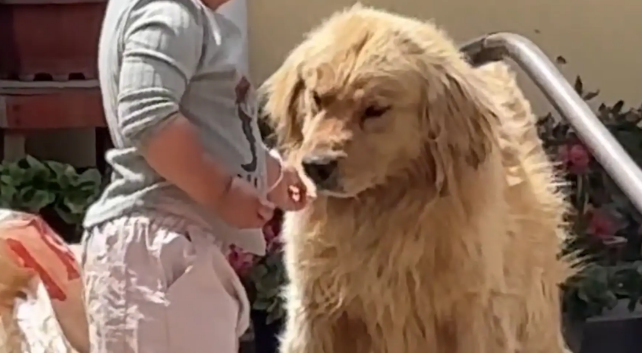 金毛吃了小孩递的饼干，又被要回去，狗子的表情很无语