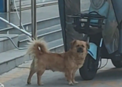 女子盲猜陌生狗子名字，居然猜中了。网友：第一次在狗狗脸上看到迷茫 