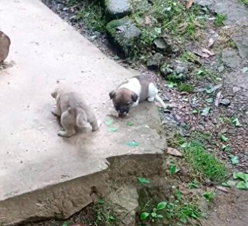 家狗看见流浪狗妈妈很虚弱，竟叼食物去帮忙喂它的孩子