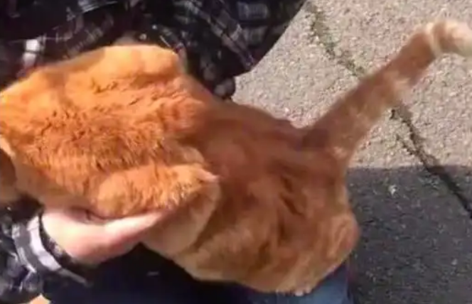 流浪橘猫趴男子怀里不走，被扔下去又跳上来
