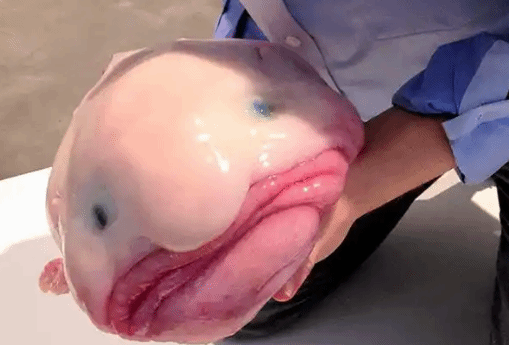 被称“世界最丑动物”的水滴鱼 当选新西兰年度鱼类