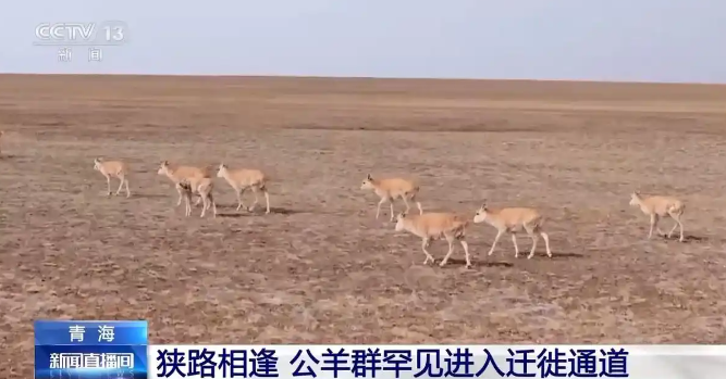 藏羚羊迁徙进行时！“高原精灵”踏上产仔之路