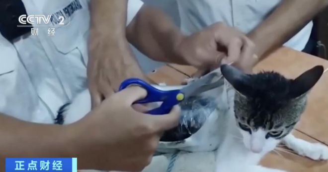 哥斯达黎加一只猫“走私”毒品被抓，此前还有囚犯用信鸽携带毒品入狱