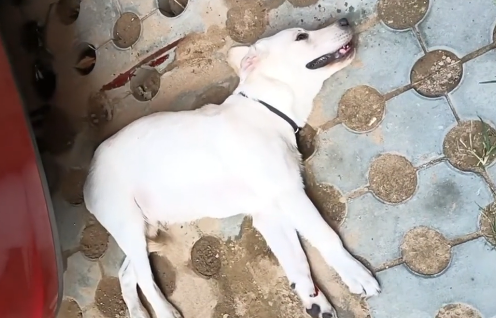 狗狗被主人推下4楼，一个小时无人搭理，获救后它还在冲人摇尾巴