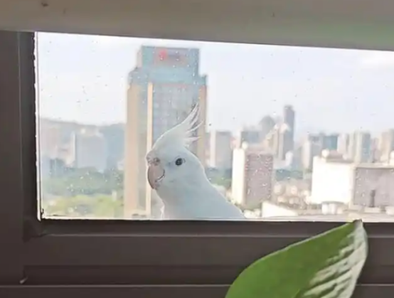 鹦鹉走失敲窗“求收留” 被赞聪明又有福