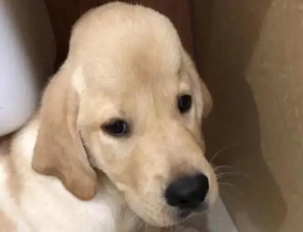 狗狗头上起了个大包，医生道出原因后网友笑哭了