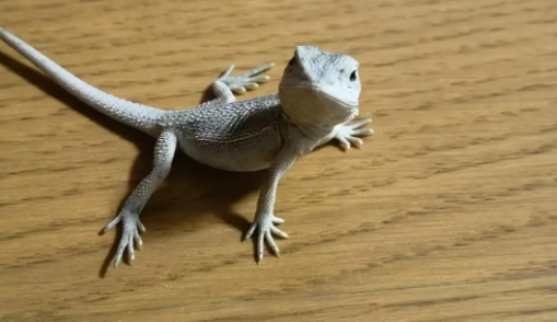 线上线下销售火爆的“异宠”