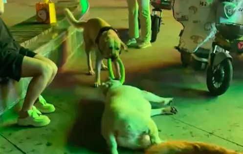 两只狗狗在争玩具，胖拉布拉多直接就是躺在地上