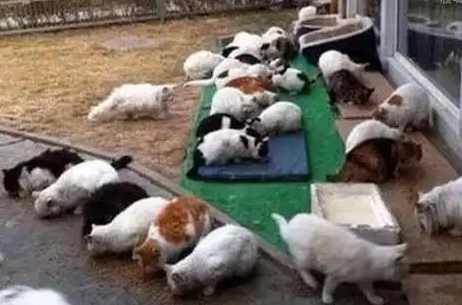 流浪猫被吓跑，网友默念“你只要回来，我就给你个家”，结果……